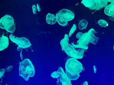 名古屋港水族館に投稿された画像（2022/3/26）