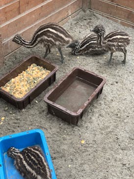 富士花鳥園に投稿された画像（2022/3/26）