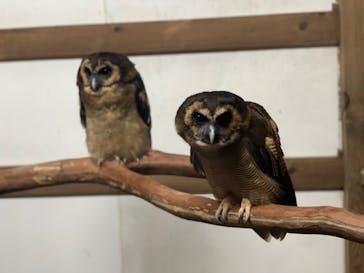 富士花鳥園に投稿された画像（2022/3/26）