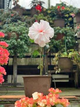 富士花鳥園に投稿された画像（2022/3/26）