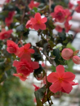 富士花鳥園に投稿された画像（2022/3/26）