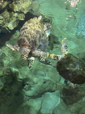 名古屋港水族館に投稿された画像（2022/3/26）