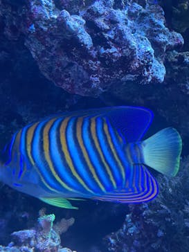 マクセル アクアパーク品川に投稿された画像（2022/3/26）