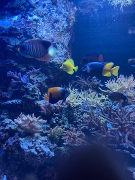 マクセル アクアパーク品川に投稿された画像（2022/3/26）