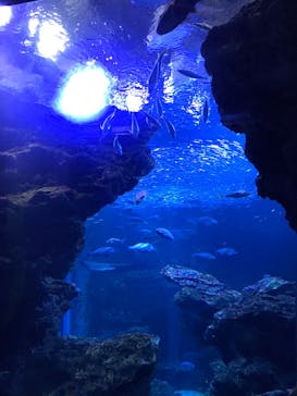 京都水族館に投稿された画像（2022/3/26）