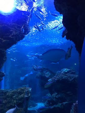 京都水族館に投稿された画像（2022/3/26）