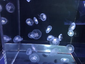 京都水族館に投稿された画像（2022/3/26）