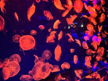 名古屋港水族館に投稿された画像（2022/3/26）