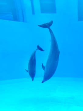 名古屋港水族館に投稿された画像（2022/3/26）