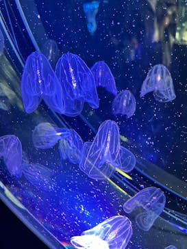 名古屋港水族館に投稿された画像（2022/3/26）