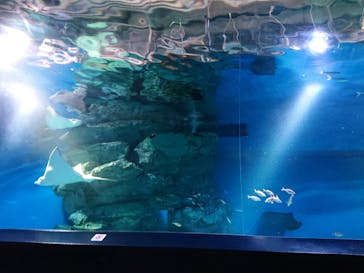 マクセル アクアパーク品川に投稿された画像（2022/3/26）