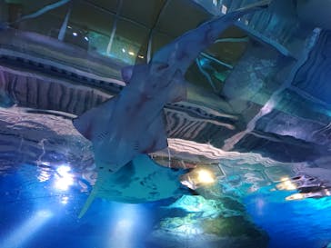 マクセル アクアパーク品川に投稿された画像（2022/3/26）