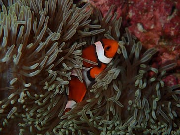 marine assist DEMI（マリンアシストデミ）に投稿された画像（2022/3/26）