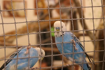 Moff アニマル カフェ イーアス 高尾店に投稿された画像（2022/3/26）