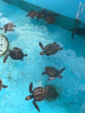 串本海中公園水族館に投稿された画像（2022/3/26）