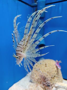 しながわ水族館に投稿された画像（2022/3/26）