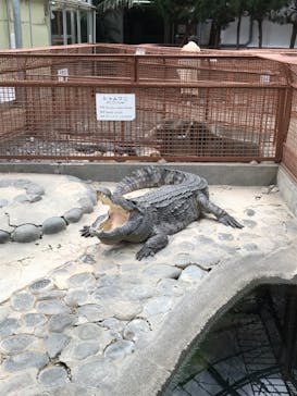熱川バナナワニ園に投稿された画像（2022/3/26）