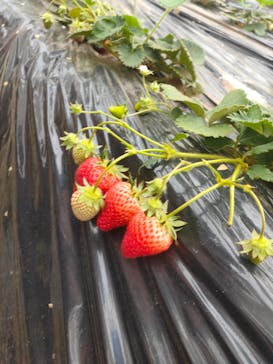 成田ゆめ牧場に投稿された画像（2022/3/27）