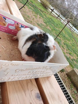 成田ゆめ牧場に投稿された画像（2022/3/27）