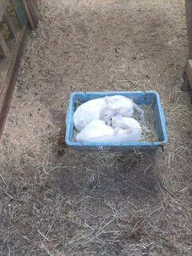 まかいの牧場に投稿された画像（2022/3/27）