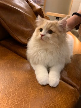 猫カフェモカ　新宿店に投稿された画像（2022/3/27）