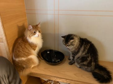 猫カフェモカ　新宿店に投稿された画像（2022/3/27）