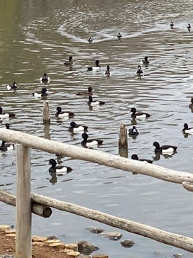 三溪園に投稿された画像（2022/3/27）