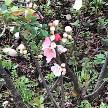 三溪園に投稿された画像（2022/3/27）