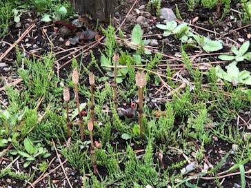 三溪園に投稿された画像（2022/3/27）