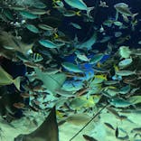 サンシャイン水族館に投稿された画像（2022/3/27）