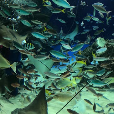 サンシャイン水族館に投稿された画像（2022/3/27）
