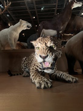 国立科学博物館に投稿された画像（2022/3/27）