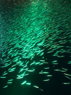 名古屋港水族館に投稿された画像（2022/3/27）