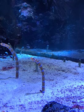 名古屋港水族館に投稿された画像（2022/3/27）