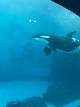 名古屋港水族館に投稿された画像（2022/3/27）