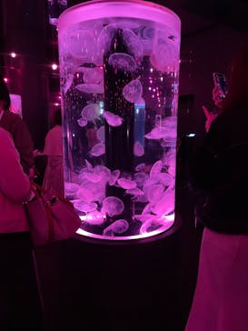 マクセル アクアパーク品川に投稿された画像（2022/3/27）