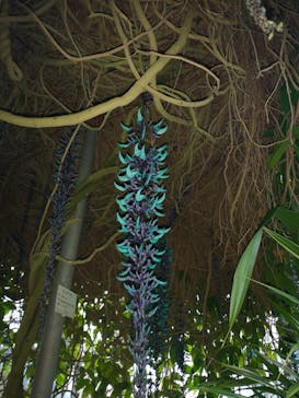 熱川バナナワニ園に投稿された画像（2022/3/27）