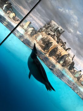 名古屋港水族館に投稿された画像（2022/3/27）