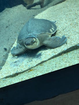 名古屋港水族館に投稿された画像（2022/3/27）