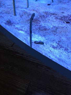 名古屋港水族館に投稿された画像（2022/3/27）