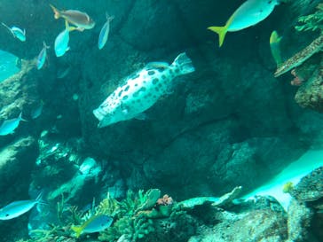 名古屋港水族館に投稿された画像（2022/3/27）