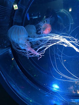 名古屋港水族館に投稿された画像（2022/3/27）