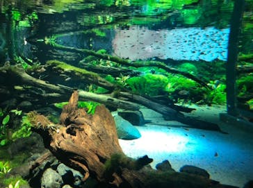 カワスイ 川崎⽔族館に投稿された画像（2022/3/27）