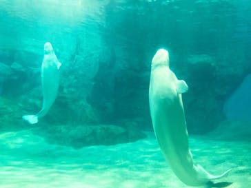 名古屋港水族館に投稿された画像（2022/3/27）
