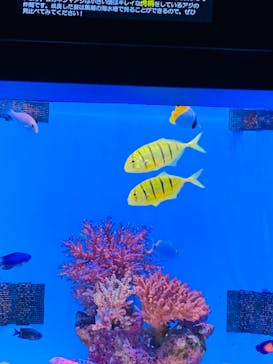 沖縄美ら海水族館に投稿された画像（2022/3/27）