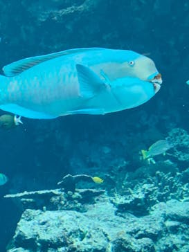 沖縄美ら海水族館に投稿された画像（2022/3/27）