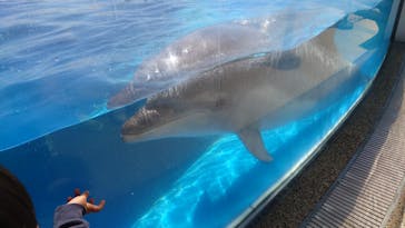 京都水族館に投稿された画像（2022/3/27）