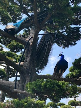 伊豆シャボテン動物公園に投稿された画像（2022/3/27）