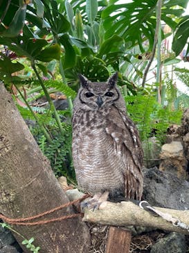 伊豆シャボテン動物公園に投稿された画像（2022/3/27）