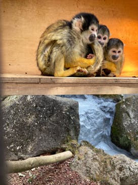 伊豆シャボテン動物公園に投稿された画像（2022/3/27）